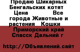 Продаю Шикарных Бенгальских котят › Цена ­ 17 000 - Все города Животные и растения » Кошки   . Приморский край,Спасск-Дальний г.